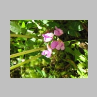 purpleFlower.jpg