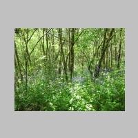 woods.jpg