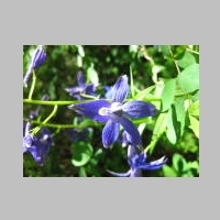larkspur.jpg