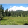 meadow.jpg