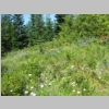 meadow.jpg