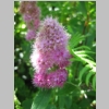 purpleFlower.jpg