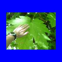 BigLeaves.jpg