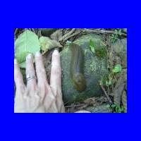 BigSlug.jpg